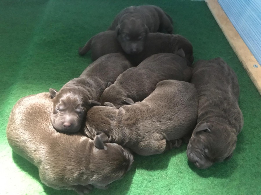 1321f6d3-c42e-4206-984f-2ff2de7d8df5