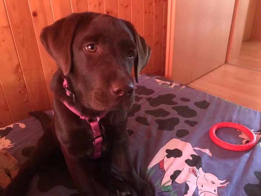 75fb5108-86ee-44d0-8721-43c8f02940c8